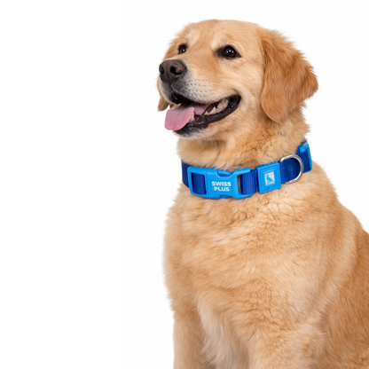 Solid Color Dog & Cat Collar