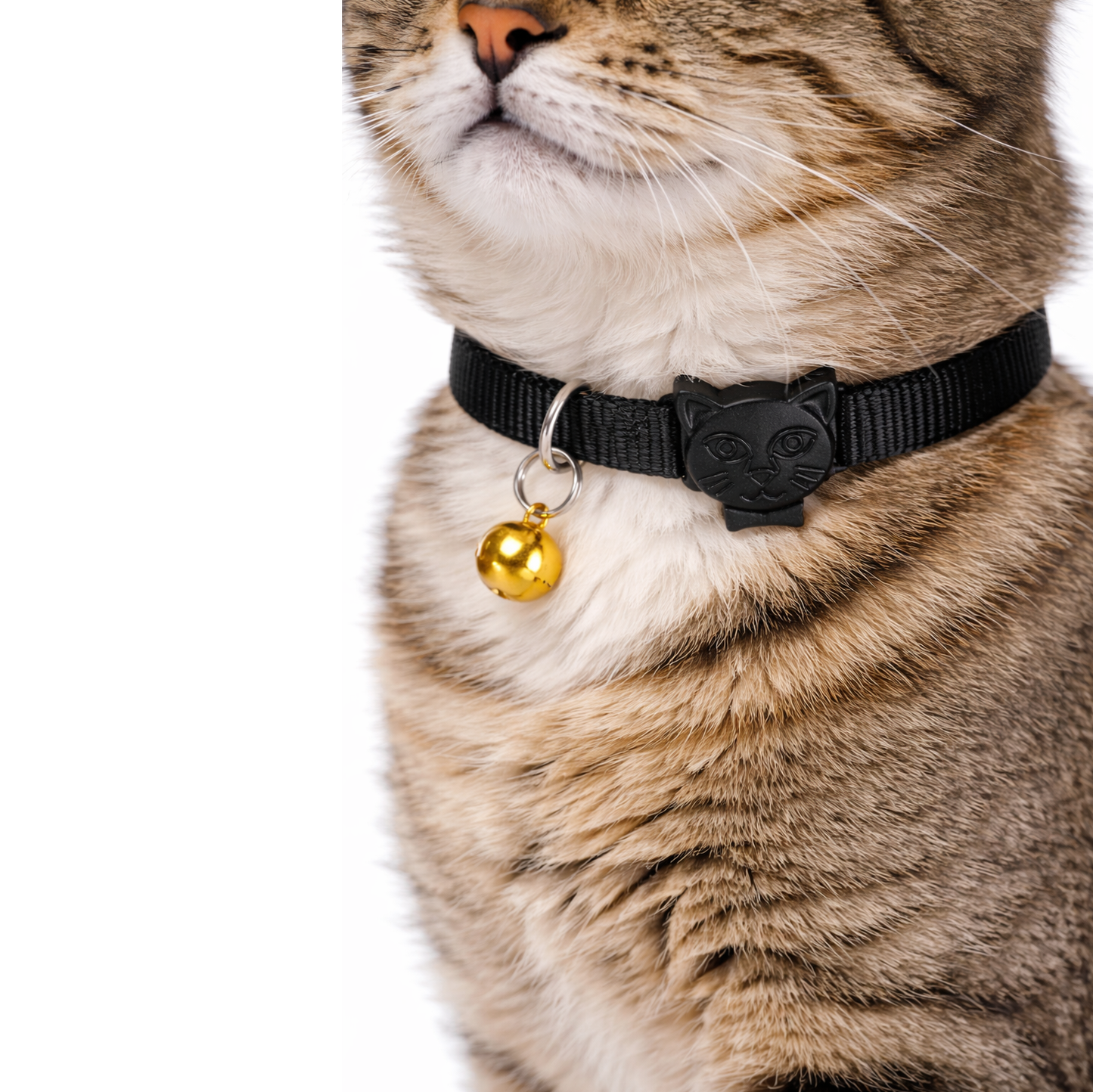 Solid Color Dog & Cat Collar
