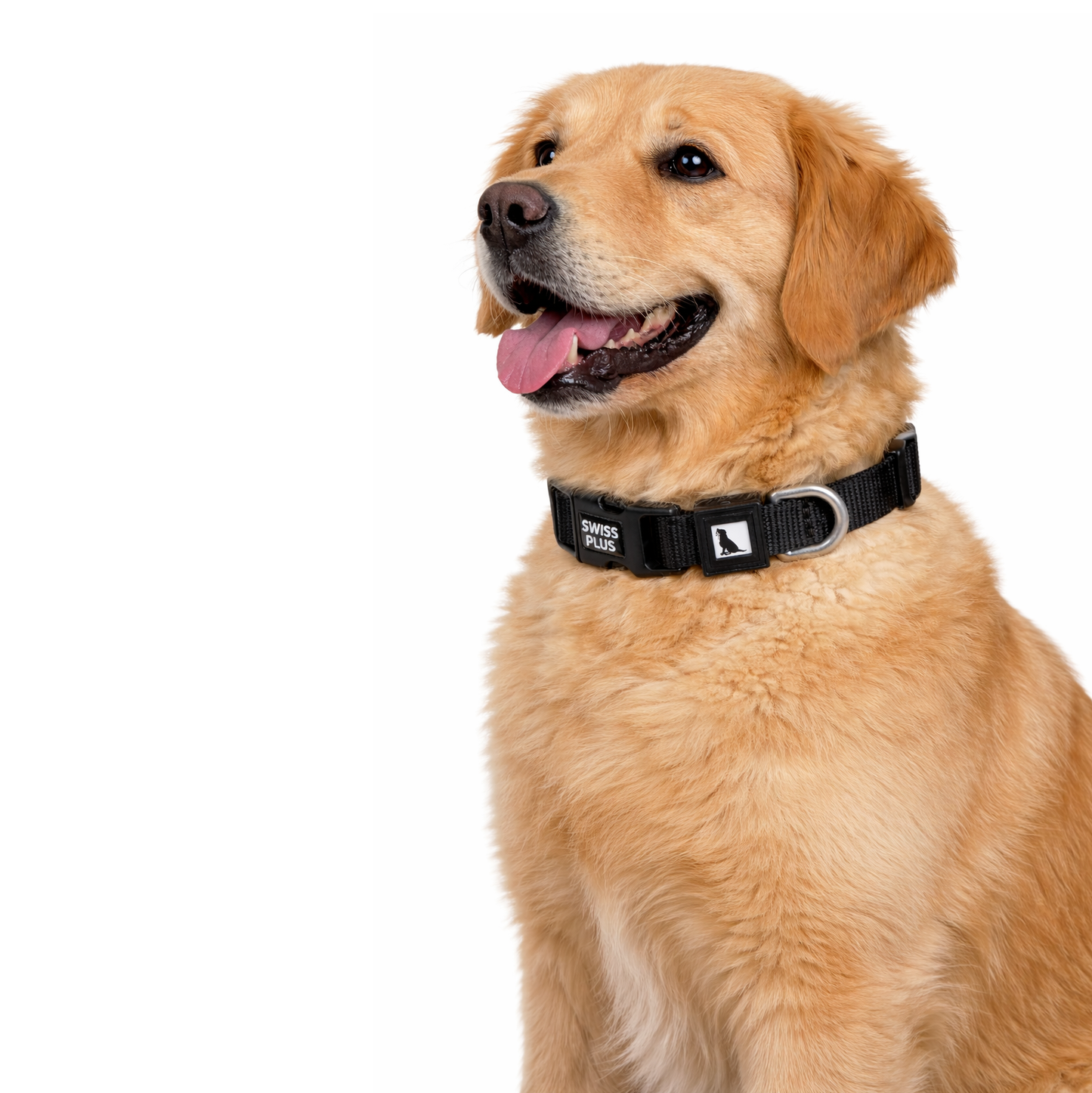 Solid Color Dog & Cat Collar