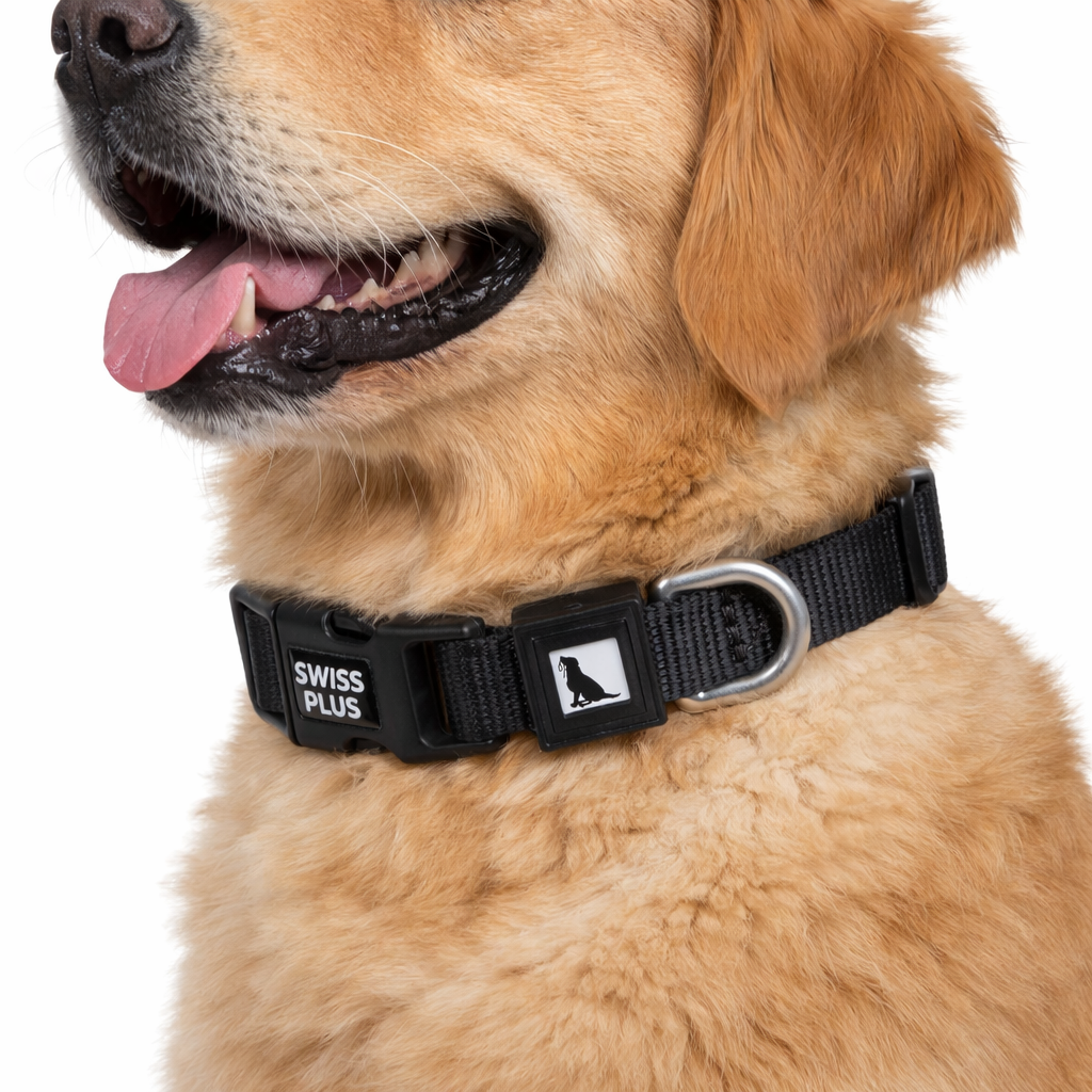Solid Color Dog & Cat Collar