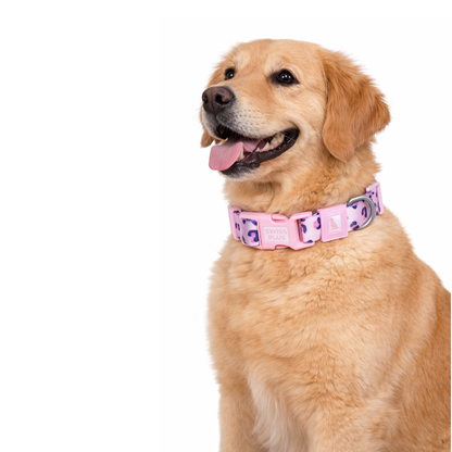 Patterned Recycled Dog & Cat Collar
