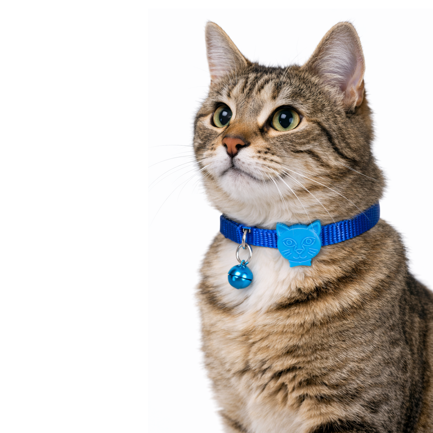 Solid Color Dog & Cat Collar