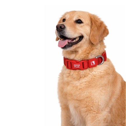 Solid Color Dog & Cat Collar