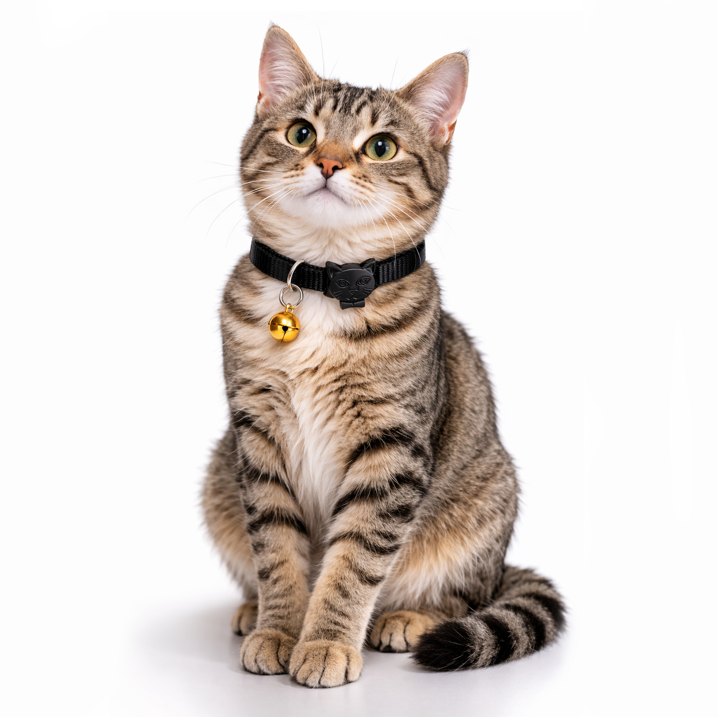 Solid Color Dog & Cat Collar